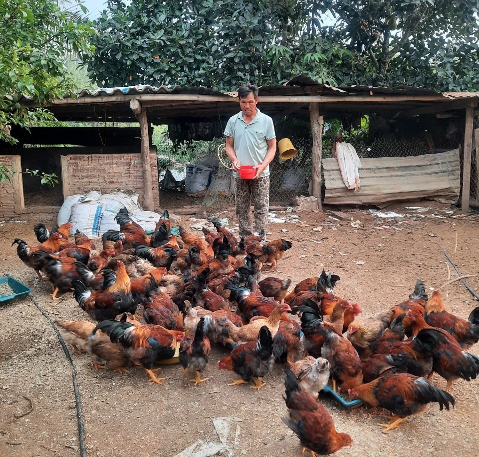 Ông Khoàng Văn Cớm chăm sóc đàn gà