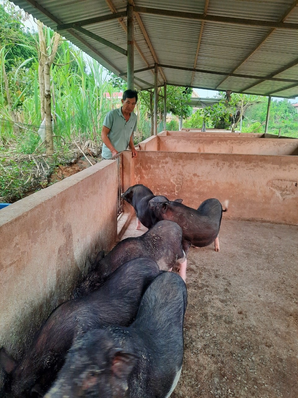 Ông Khoàng Văn Cớm chăm sóc đàn lợn thịt chuẩn bị xuất chuồng