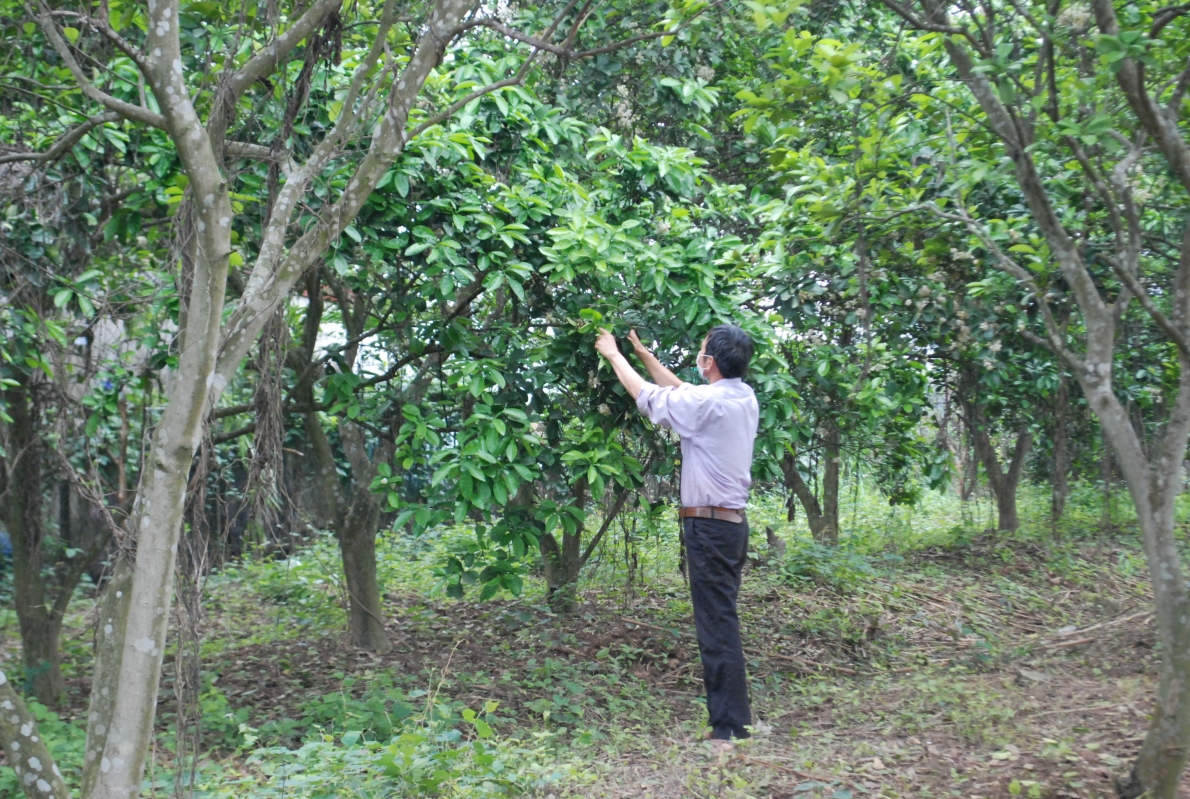 Người cao tuổi thoát nghèo nhờ trồng rau công nghệ cao