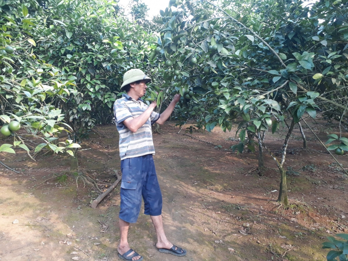Cây cam đã giúp ở người dân xã Lương Sơn đổi đời