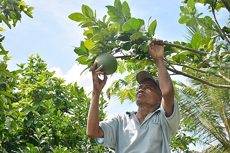Ông Lý Văn Tình, ngụ ấp Kinh Năm, xã An Minh Bắc, U Minh Thượng chăm sóc bưởi.