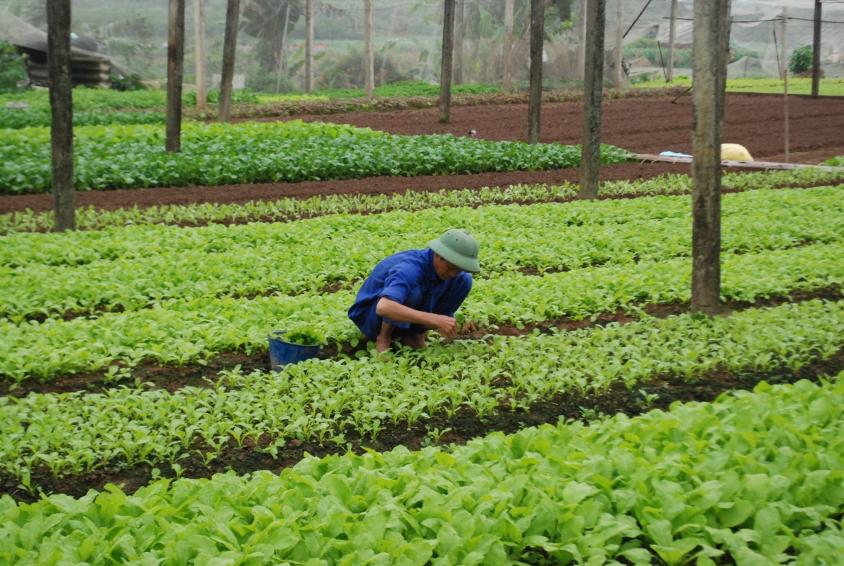 HTX Tiền Lệ tiên phong đi đầu trong sản xuất rau an toàn