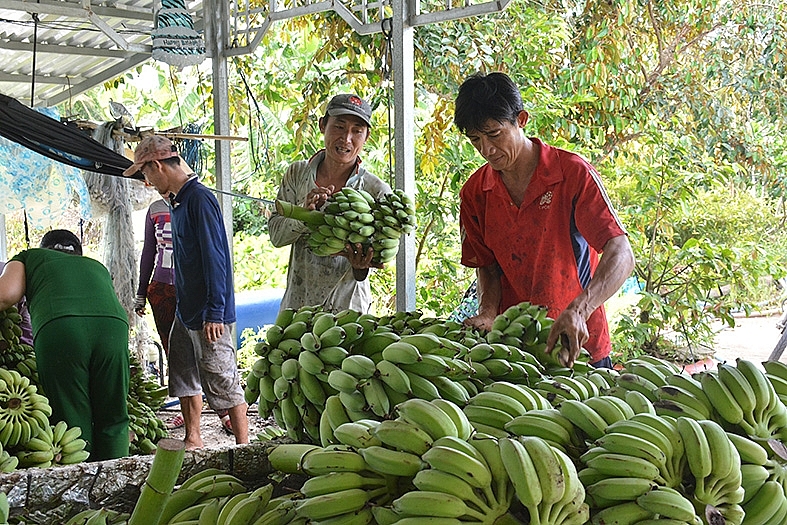Thương lái thu mua chuối xiêm của nông dân vùng đệm xã An Minh Bắc, U Minh Thượng.