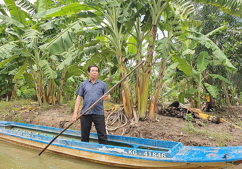 Ông Đinh Văn Út, ngụ ấp Minh Thượng, xã Minh Thuận, U Minh Thượng thăm vườn chuối xiêm của gia đình trồng.