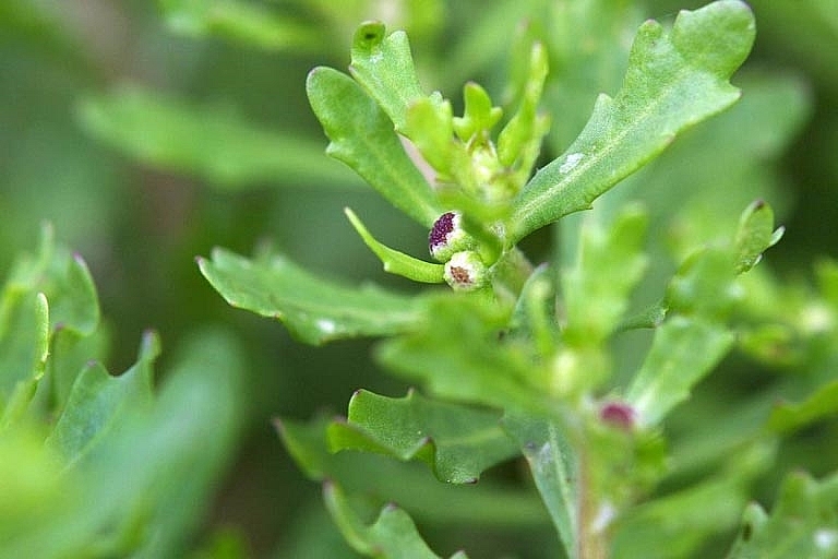 3 thảo dược điều trị cảm cúm