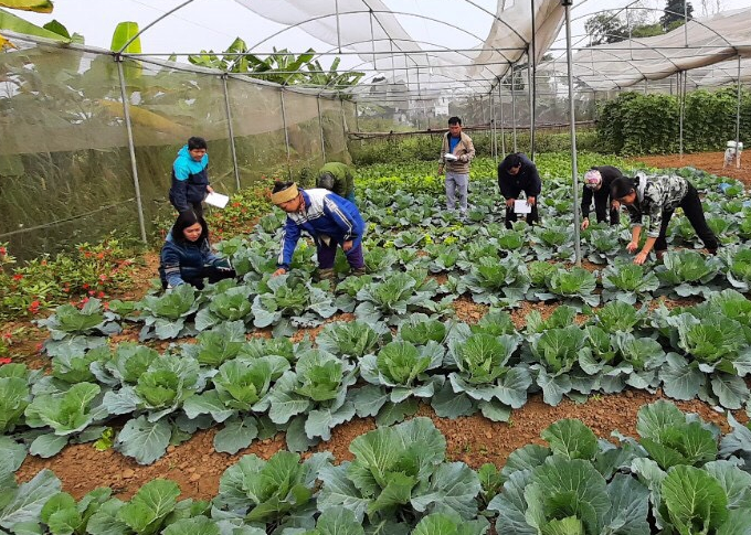 Làm nông nghiệp hữu cơ làm thay đổi tập quán canh tác của bà con nông dân