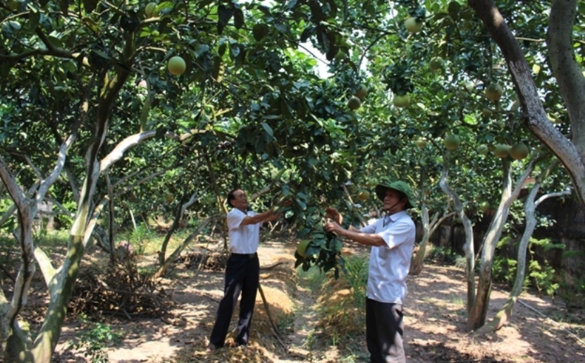 Mô hình làm kinh tế giỏi của NCT huyện Phú Xuyên, TP Hà Nội