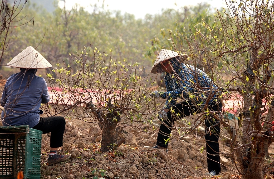 NCT quận Tây Hồ, TP Hà Nội làm kinh tế từ trồng đào, góp phần bảo tồn làng đào truyền thống