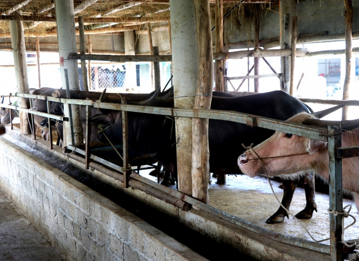 Mô hình hội viên NCT tỉnh Điện Biên làm kinh tế giỏi (1)