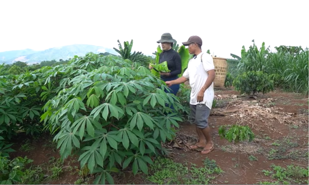 Huyền bí Di Linh với ngọn núi thiêng Brăh Yàng