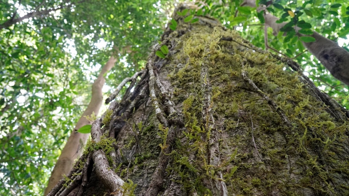 Huyền bí Di Linh với ngọn núi thiêng Brăh Yàng
