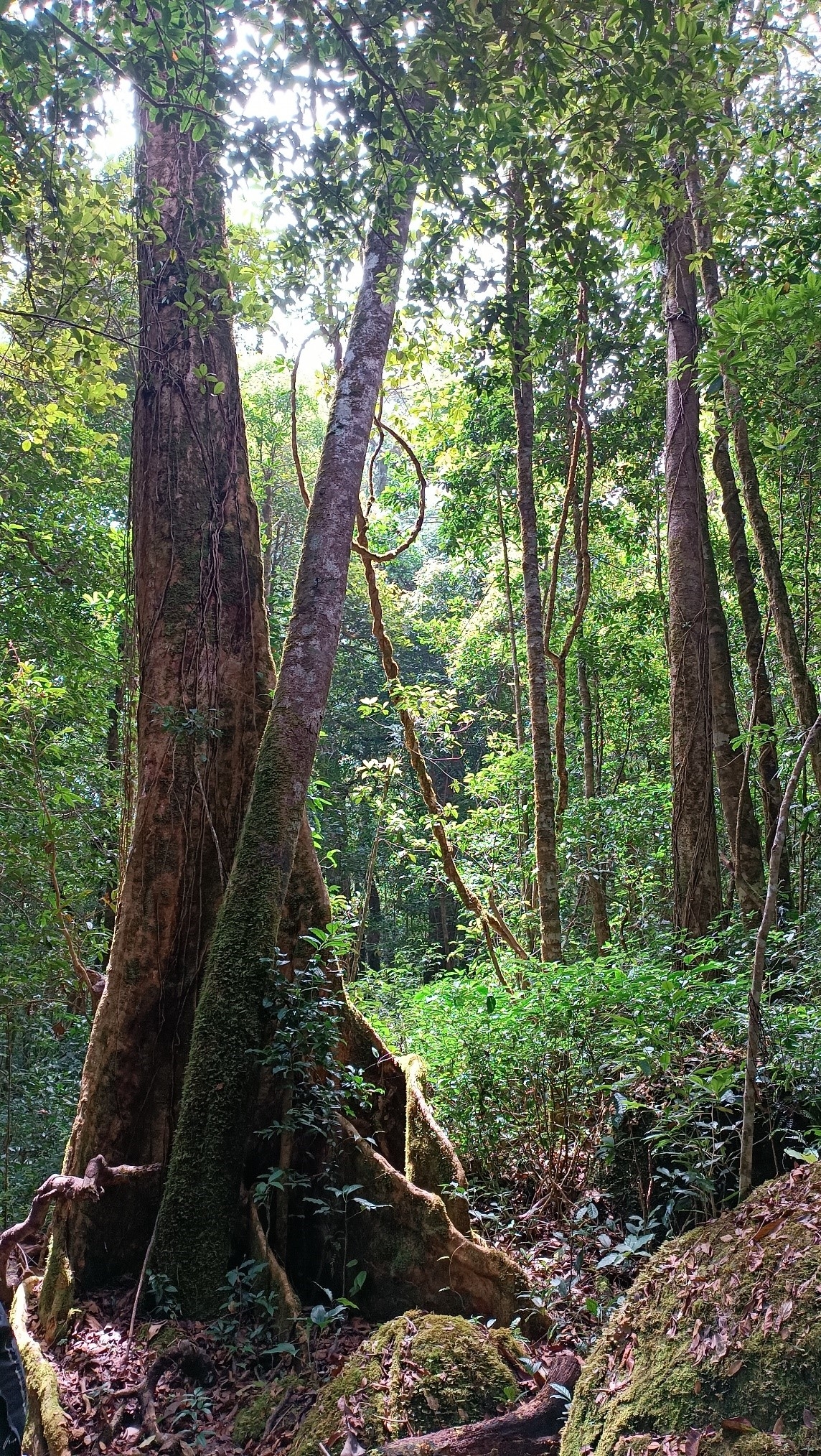 Huyền bí Di Linh với ngọn núi thiêng Brăh Yàng