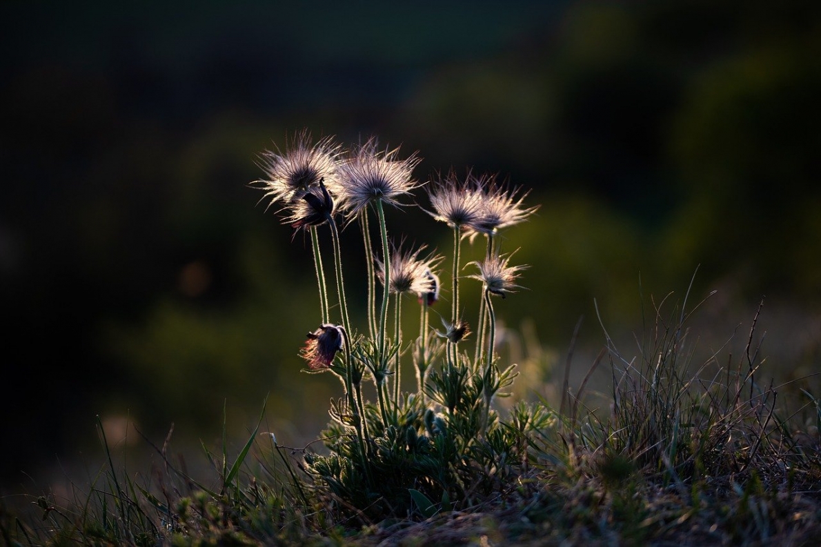Tử vi 12 con giáp ngày 31/5. Ảnh minh hoạ: Internet