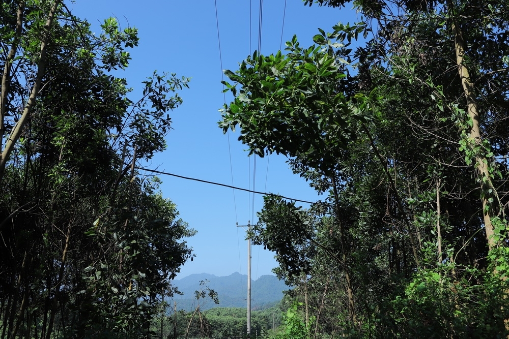 Công ty Điện lực Thanh Hóa: Ra quân giải phóng hành lang an toàn lưới điện năm 2023