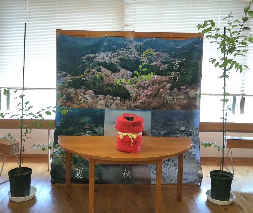 Mang hoa anh đào Nhật Bản về tỉnh Bình Định