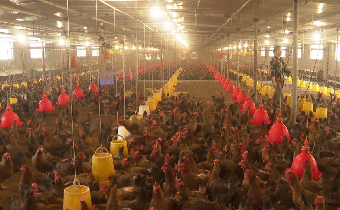 Phú Thọ: Xã Trung Giáp tự hào 75 năm mùa xuân có Đảng