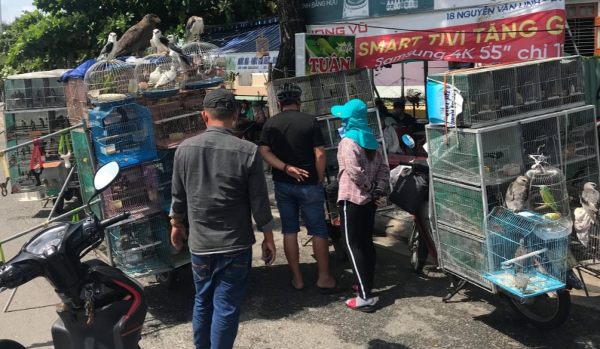 Từ nỗi bất hạnh của chim phóng sinh