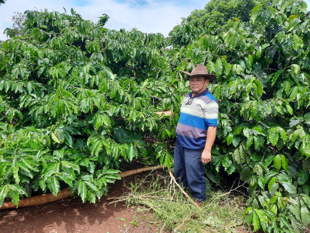 Nhờ phát triển nông nghiệp hữu cơ nên vườn cà phê, chanh dây và các loại bơ của gia đình ông Trần Đình Khâm phát triển xanh tốt, bội thu Nhờ phát triển nông nghiệp hữu cơ nên vườn cà phê, chanh dây và các loại bơ của gia đình ông Trần Đình Khâm phát triển xanh tốt, bội thu