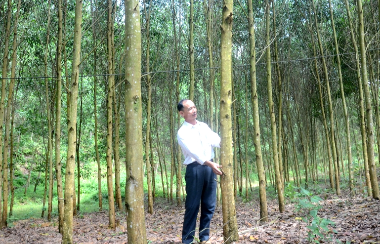 Ông Bùi Đức Chinh bên rừng keo 3 năm tuổi trồng theo tiêu chuẩn quốc tế