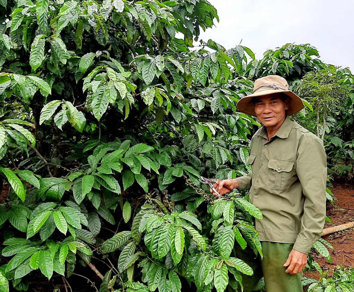 Vườn cà phê của ông Nguyễn Văn Sơn, hội viên NCT làm kinh tế giỏi huyện Đắk Mil, tỉnh Đắk Nông