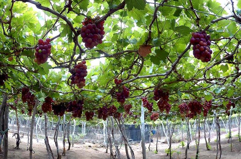 Vườn nho của ông Nguyễn Thường Lang đang cho thu hoạch