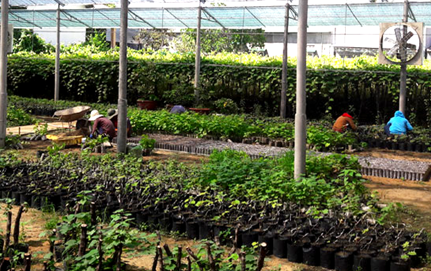 Một góc vườn ươm nho của ông Nguyễn Thường Lang