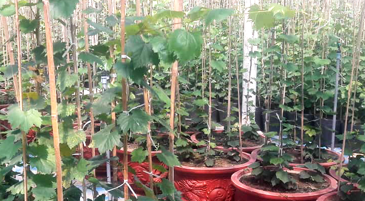 Nho bonsai của ông Nguyễn Thường Lang