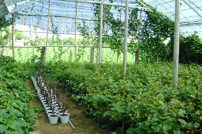 Vườn nho giống của ông Sáu Lang