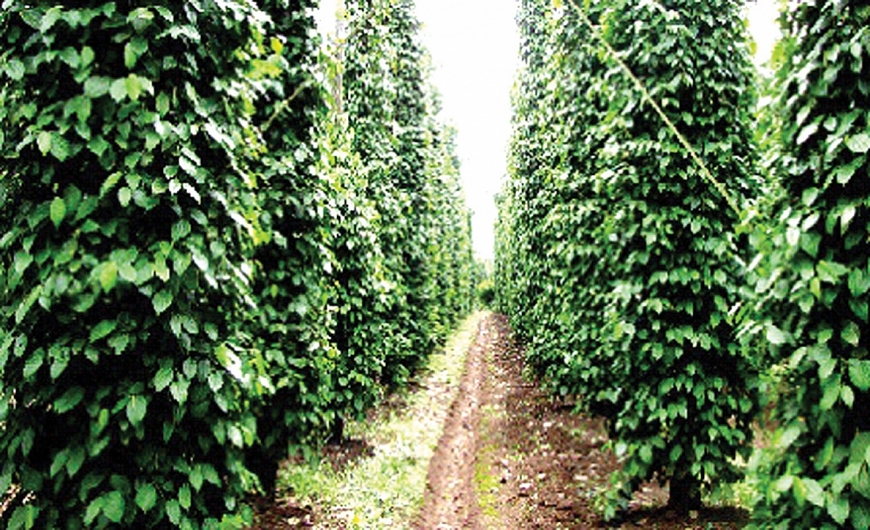 Sôi động phong trào NCT làm kinh tế giỏi ở huyện Duy Xuyên