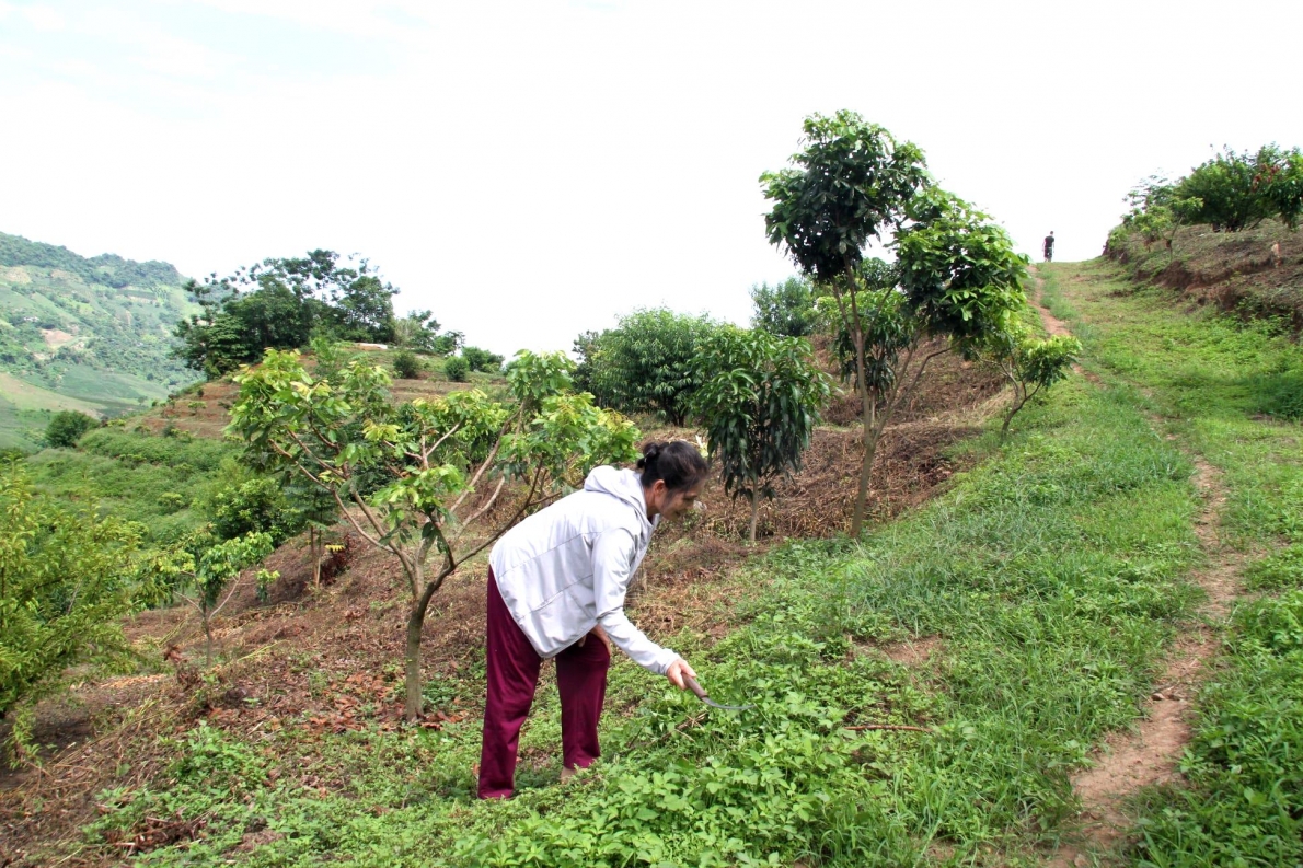 Bà Sa Thị Dịp đang phát cỏ trong trang trại