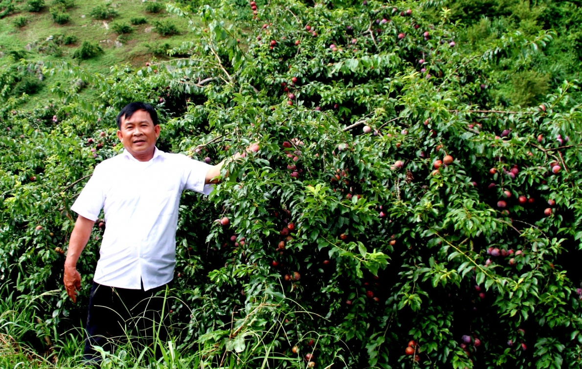 Ông Chu Quang Tạo giới thiệu phương pháp trồng mận hữu cơ