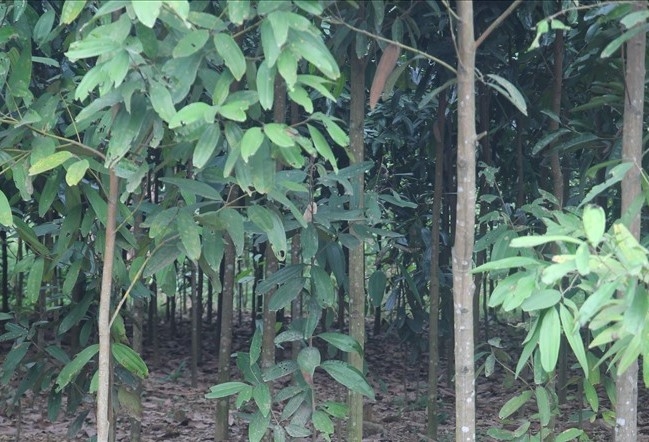 Tích cực vận động con cháu, người dân trồng quế hữu cơ