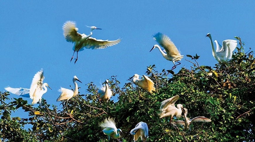 Vườn chim giữa lòng TP Cà Mau. 