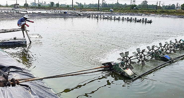 Ông Võ Kháng ứng dụng công nghệ cao để nuôi tôm thu tiền tỉ mỗi năm.