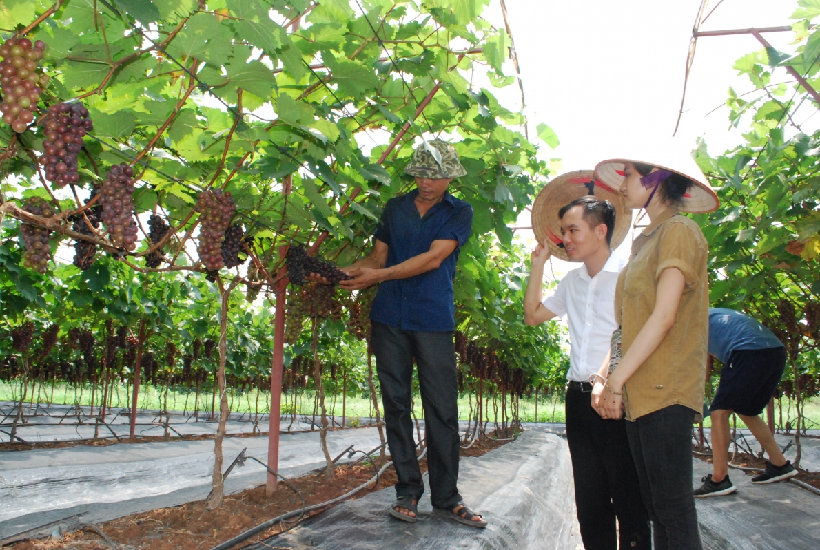 Khắp nơi lan tỏa phong trào làm nông nghiệp tuần hoàn, hữu cơ