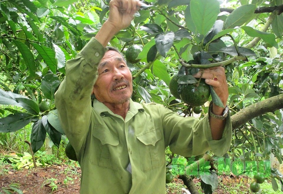 Mô hình trồng bơ cho giá trị kinh tế cao của NCT huyện Đắk Song, tỉnh Đắk Nông