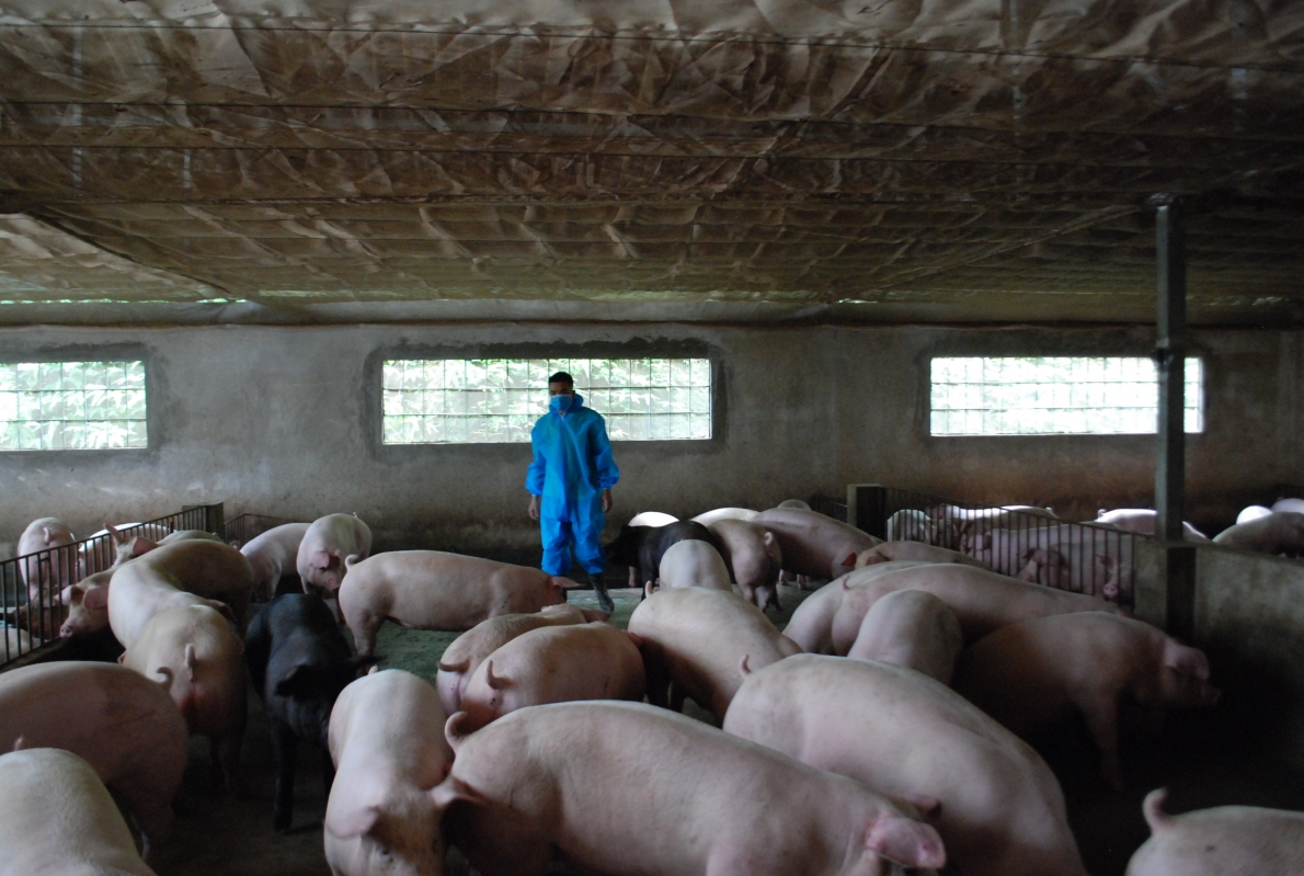 Khởi nghiệp từ mô hình chăn nuôi lợn công nghệ cao