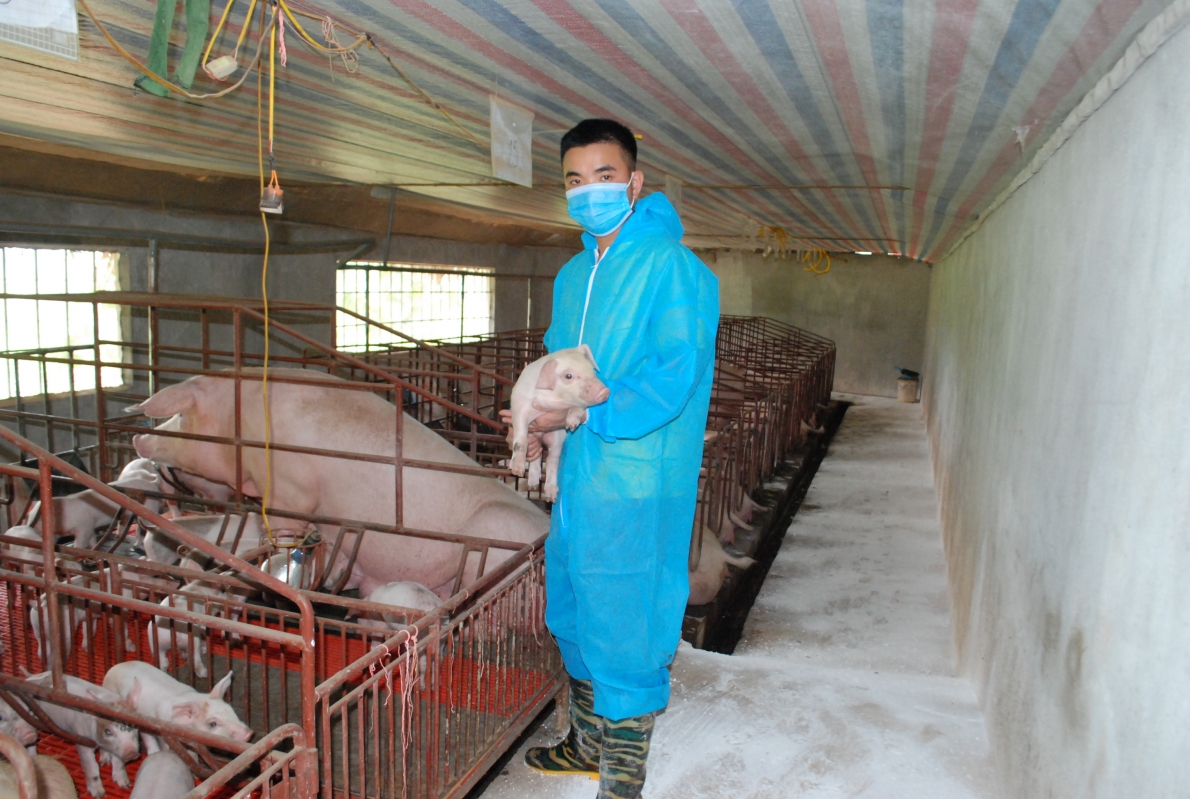 Khởi nghiệp từ mô hình chăn nuôi lợn công nghệ cao