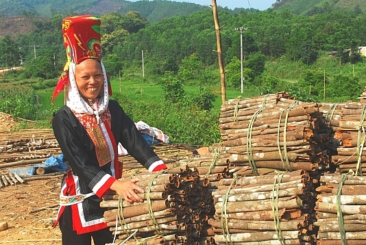   Do được ông Triệu Quay Phúc tuyên truyền, nhiều hộ dân ở xã Đồn Đạc, huyện Ba Chẽ đã chuyển sang trồng quế và đã có nhiều niềm vui thu hoạch