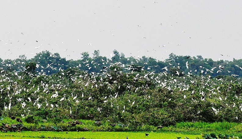 Láng Sen có rất nhiều loài chim nước trú ngụ.