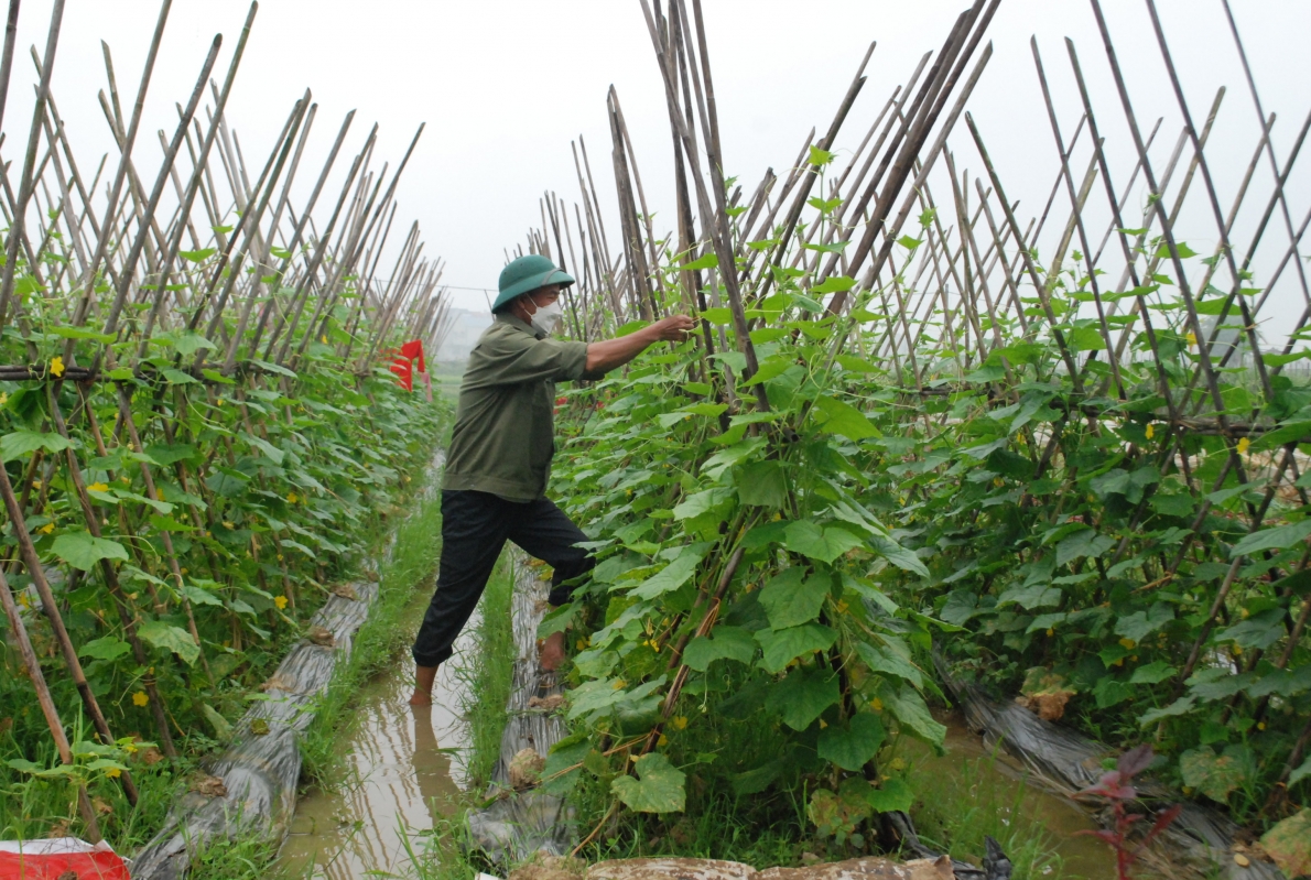 Điểm sáng trong phong trào sản xuất nông nghiệp công nghệ cao