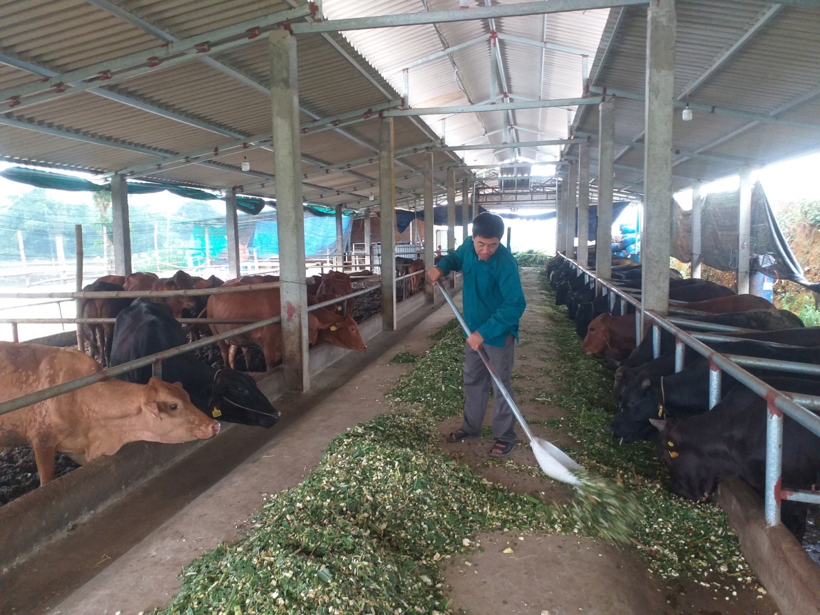Nhiều người làm giàu nhờ mô hình nuôi trâu, bò thương phẩm