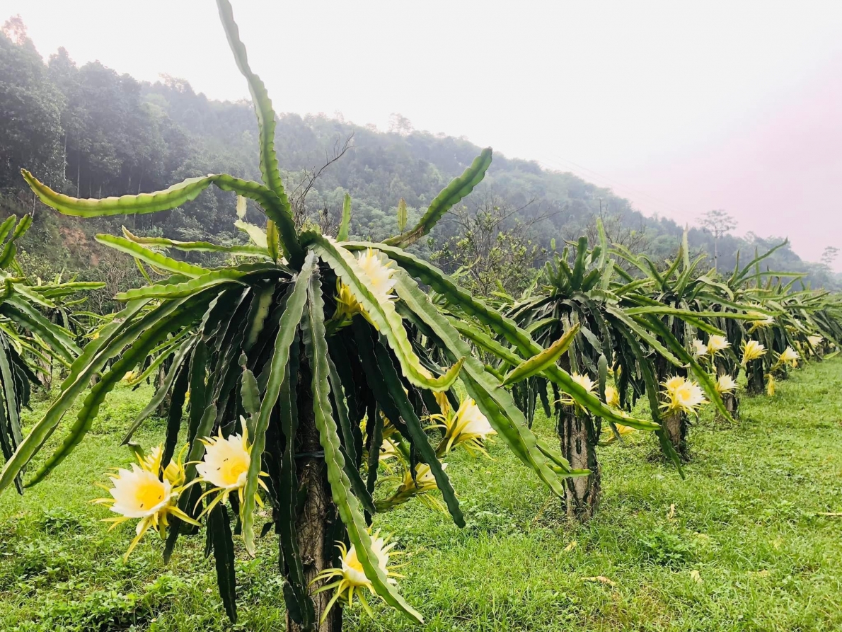 Về với vùng đất trồng thanh long ruột đỏ hữu cơ nổi tiếng  trong tỉnh Lào  Cai