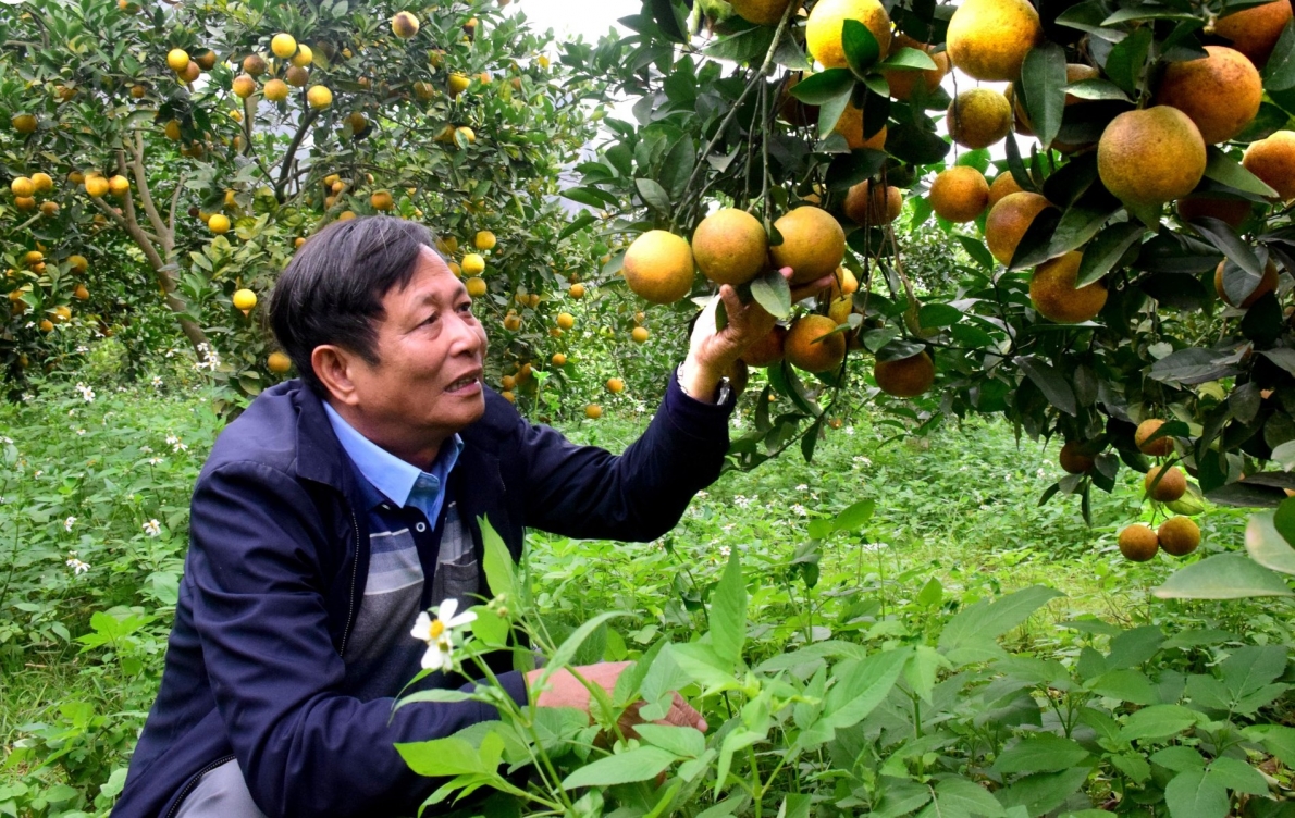 Ông Trương Văn Biên, hội viên NCT làm kinh tế giỏi xã Đồng Thành, huyện Yên Thành, tỉnh Nghệ An trong vườn cam sạch thu nhập cao