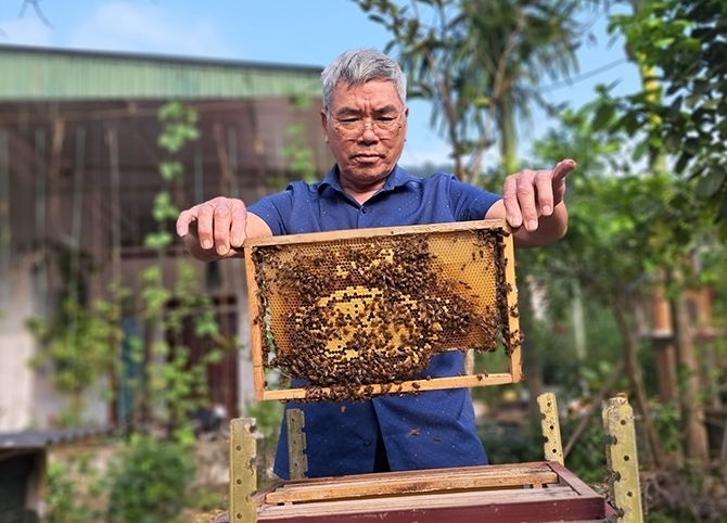 Mô hình nuôi ong mật cho thu nhập cao của NCT tỉnh Hà Tĩnh