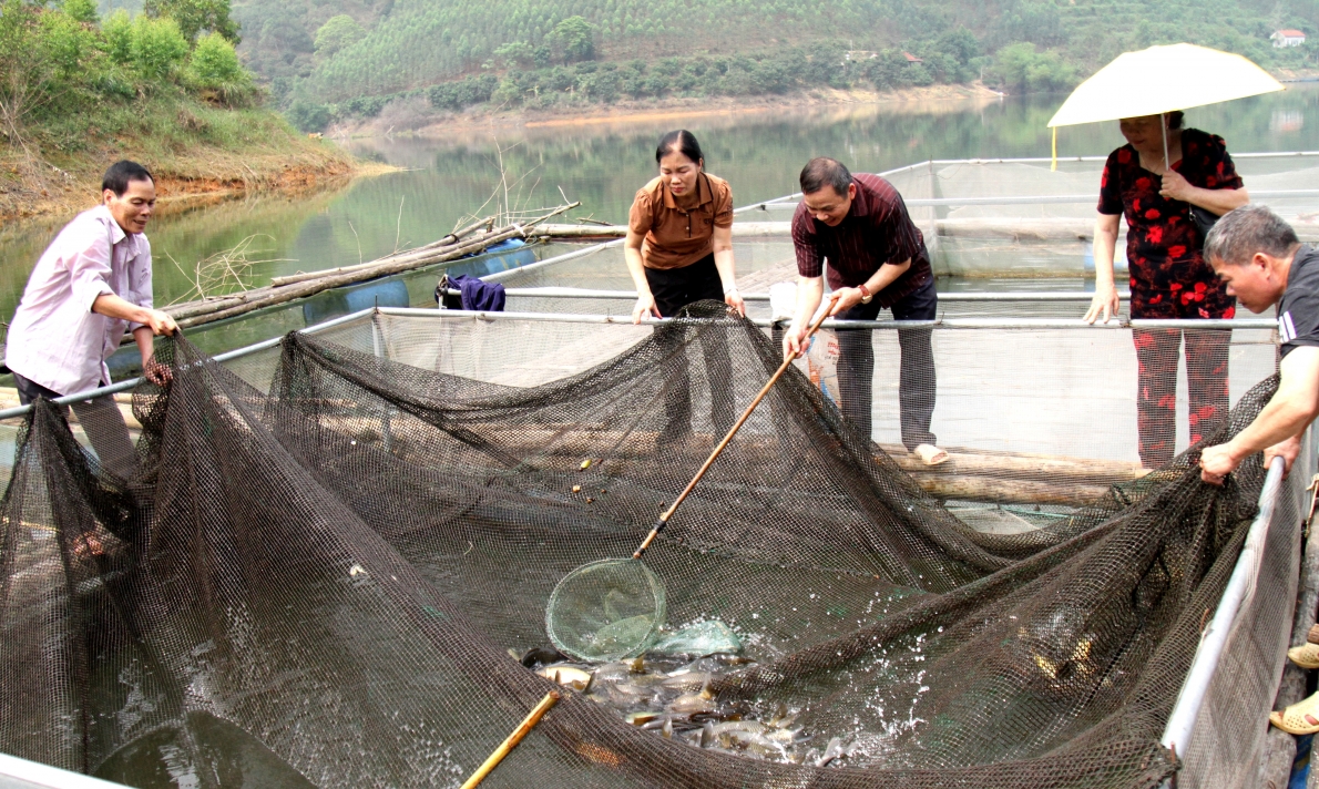 Mô hình nuôi cá lồng cho thu nhập cao của vợ chồng ông Hoàng Văn Phong, hội viên NCT thị trấn Chi Lăng, huyện Chi Lăng, tỉnh Lạng Sơn