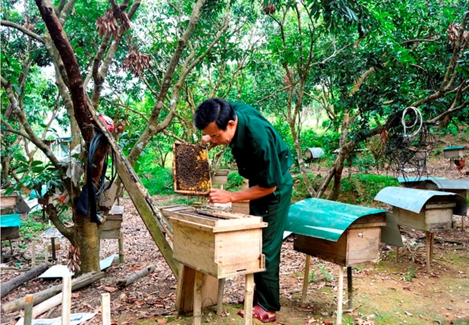 Ông Đinh Long chăm sóc đàn ong