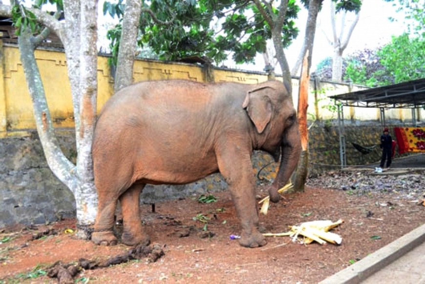 Nước mắt của voi