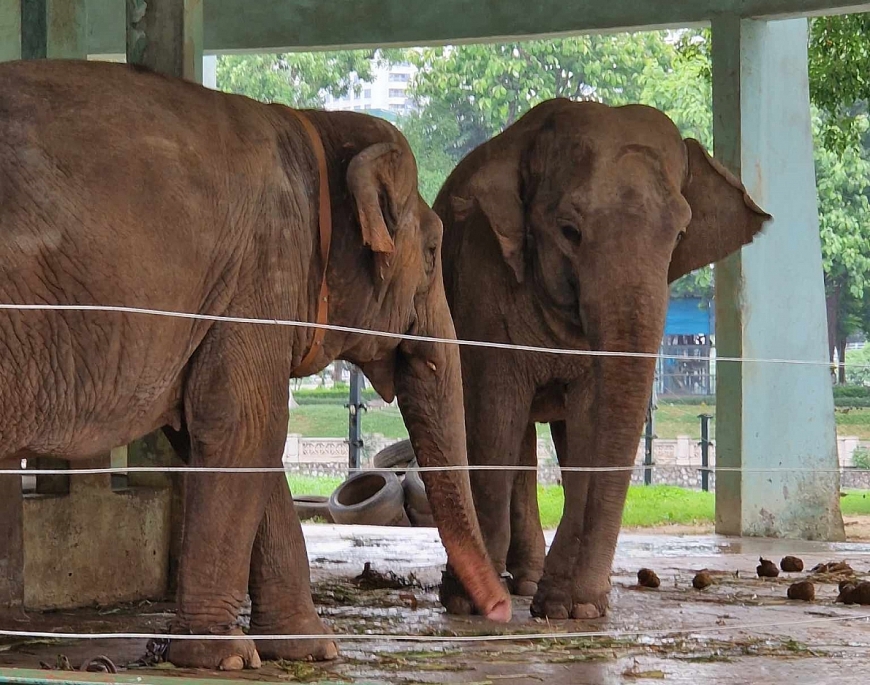 : Hai chú voi bị xiềng xích ở Công viên Thủ Lệ (Hà Nội).