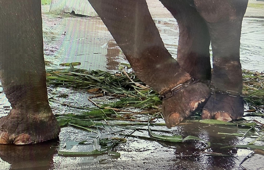 Nước mắt của voi